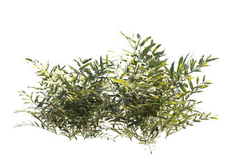Various types of flowers grass bushes shrub and small plants isolated