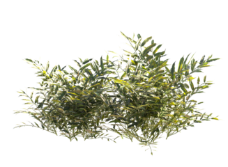 Various types of flowers grass bushes shrub and small plants isolated