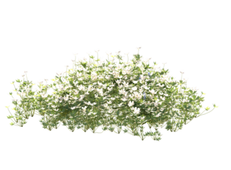 Various types of flowers grass bushes shrub and small plants isolated