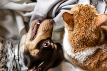 A cozy scene of a dog and cat relaxing together at home. Snuggled on a chair with soft blankets, they play and pose side by side, capturing warmth, friendship, and family vibes