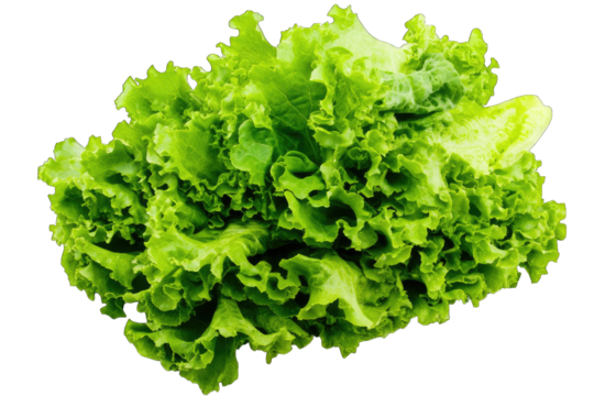 a fresh bunch of green lettuce with crisp curly leaves ideal for salads and healthy meals its vibrant color and texture highlight its freshness and nutritional value