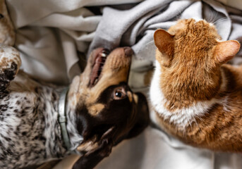 A cozy scene of a dog and cat relaxing together at home. Snuggled on a chair with soft blankets, they play and pose side by side, capturing warmth, friendship, and family vibes