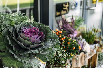 Outdoor view of ornamental cabbage, berries, and purple heather in front of a shop entrance. Local retail, sidewalk charm, botanical display, seasonal storefront styling