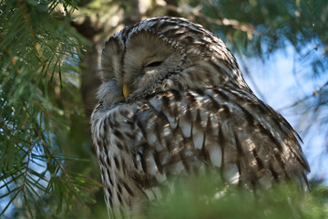 A majestic sleeping eagle owl on a branch, framed by lively greenery.