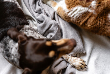 A cozy scene of a dog and cat relaxing together at home. Snuggled on a chair with soft blankets, they play and pose side by side, capturing warmth, friendship, and family vibes