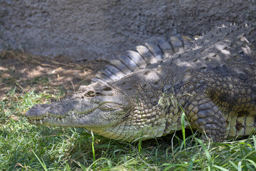 Side view of Nile crocodile lying still on grass in wildlife enclosure