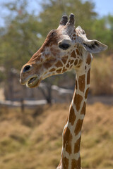Close-up of giraffe with open mouth and tongue visible in safari park