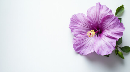 A stunning hibiscus flower displays its large vibrant purple petals and delicate yellow center. Fresh green leaves accentuate the bloom against a light background