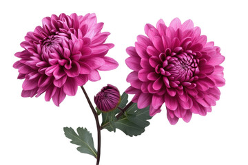 Isolated Two Pink Dahlia Flowers