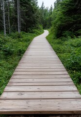 Obraz premium A wooden boardwalk winds through a lush green forest.