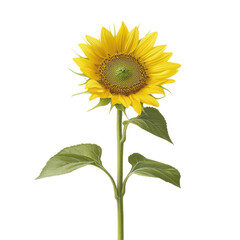 A vibrant sunflower with a large, round center and bright yellow petals, accompanied by green leaves on a sturdy stem.
