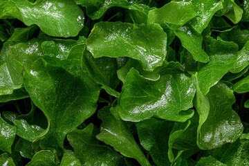 Fresh vibrant green leaves background.