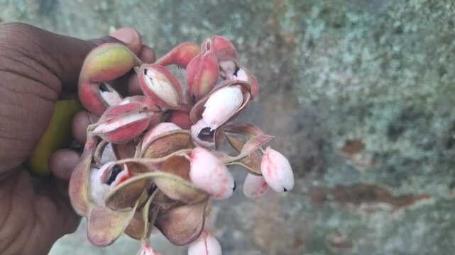 Pithecellobium dulce, commonly known as Manila tamarind, Madras thorn, monkeypod tree or camachile, is a species of flowering plant