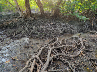 Old tree roots in a green natural forest