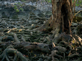 Old tree roots in a green natural forest