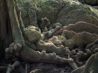 Old tree roots in a green natural forest