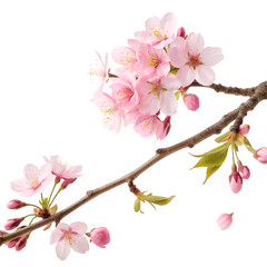 pink cherry blossom on transparent background  © NadeAnamta
