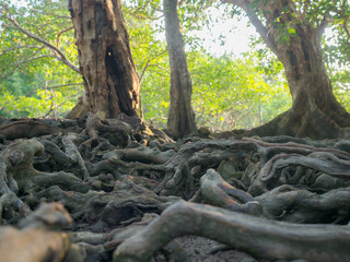 Old tree roots in a green natural forest
