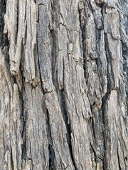 Textured tree bark close-up in nature detailed image of natural environment