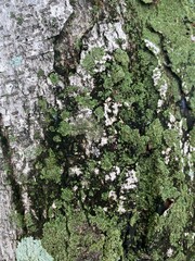 Exploring lichen growth on tree bark forest nature photography close-up organic beauty