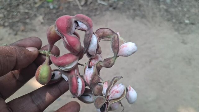 Pithecellobium dulce, commonly known as Manila tamarind, Madras thorn, monkeypod tree or camachile, is a species of flowering plant