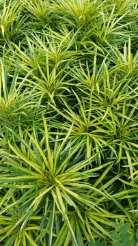 osmoxylon lineare