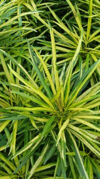 osmoxylon lineare