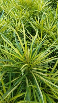 osmoxylon lineare