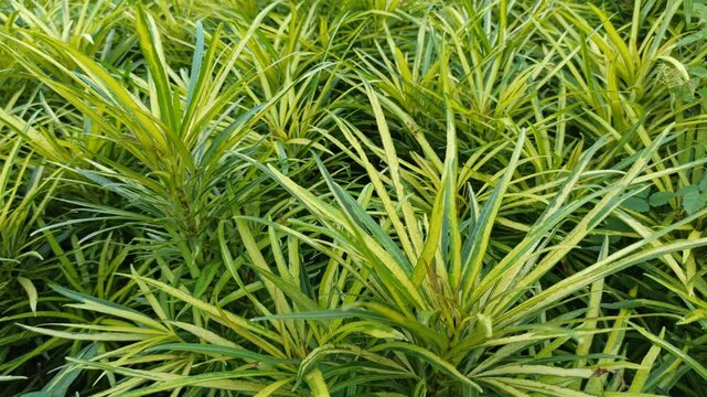 osmoxylon lineare