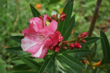 Blooming pink oleander flowers in nature's garden close-up view vibrant details