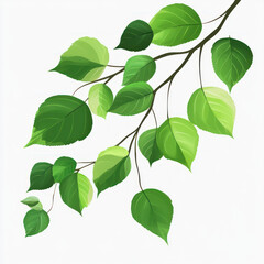 green leaves isolated on white