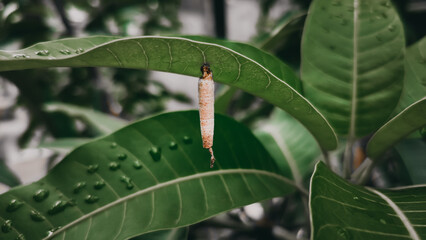 Cocoon hanging beneath green leaf