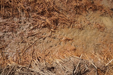 Mud and straw interaction in a natural habitat close-up detail earthy environment