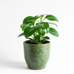Obraz premium Green plant in pot, studio shot on white background