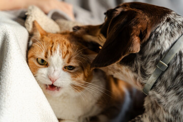 A cozy mix of moments featuring a ginger-and-white cat and a dachshund-pointer mix dog. Indoors...