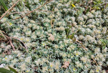 aronychia argentea (Algerian Tea) is an herbaceous plant from the family Caryophyllaceae