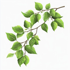 Naklejka premium green leaves on white background