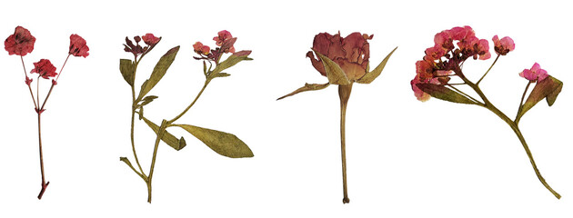 dried and pressed red flowers on white background, isolated wildflowers, delicate floral decor PNG
