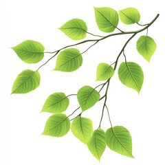 Fototapeta premium green leaves isolated on white