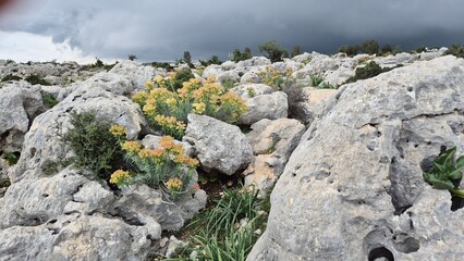 Euphorbia rigida, also known as gopher spurge, growing on the rocks