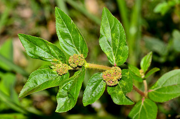 Beautiful Asthma weed