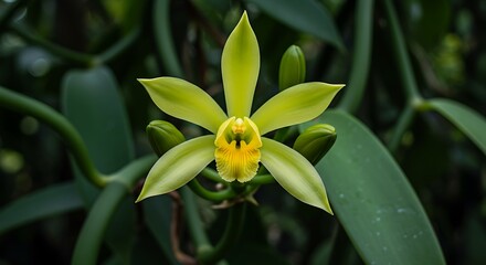 Lime Green Vanilla Orchid Bloom: Lush Tropical Elegance AI Generated