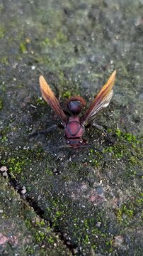 vespa tropica insect 