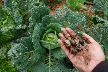 gardener holds snails in his hand that he has picked up from a cabbage crop. snail infestation in...