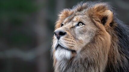 Obraz premium A majestic lion gazes thoughtfully into the distance, its regal mane catching soft light, embodying strength and serenity in the wild.