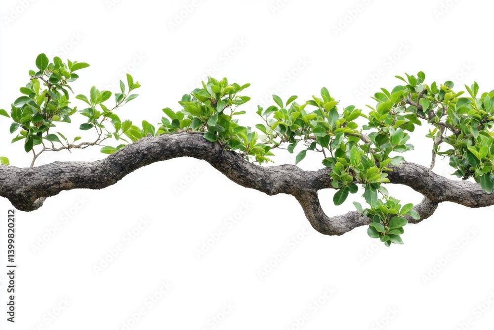 Poster serene branch with vibrant green leaves against a pure white backdrop creating a natural and calming