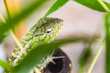 close up of garden chameleon on plant