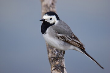 Selective focus shot of a White wagtail (Motacilla alba) on a branch