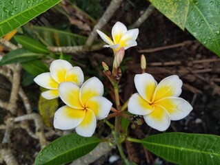 Fototapeta premium Beautiful frangipani flowers (plumeria alba) blossom on outdoor garden 