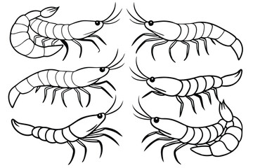 shrimp line art elegant ocean life delicate marine design